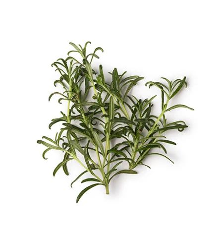 Cây hương thảo|Rosemary