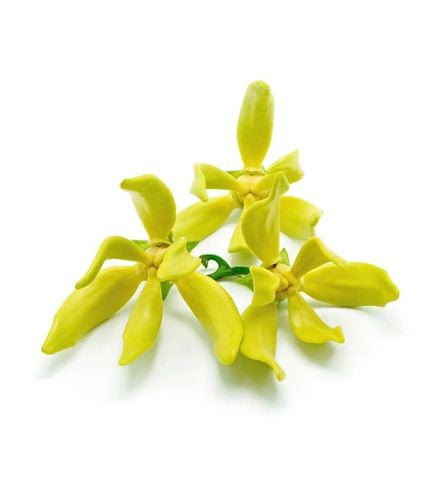 Hoa ngọc lan tây|YlangYlang