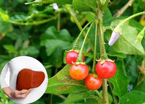 Men Gan Cao Có Nên Dùng Cà Gai Leo? Câu Trả Lời Từ Thiên Nhiên Cho Lá Gan Của Bạn