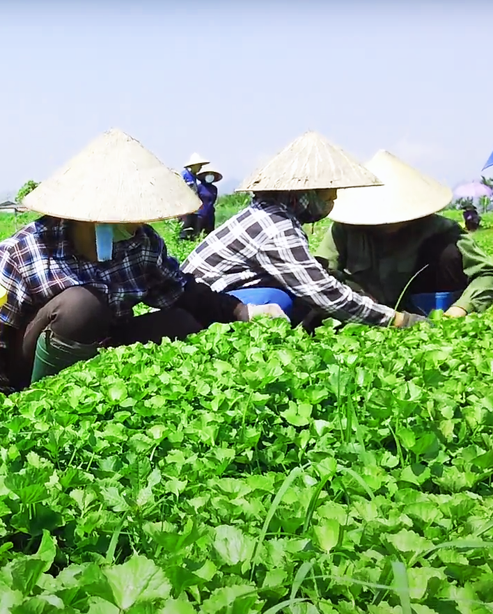 Vườn trồng rau má GiGaHerbs dưới lăng kính của đài truyền hình Hà Nội