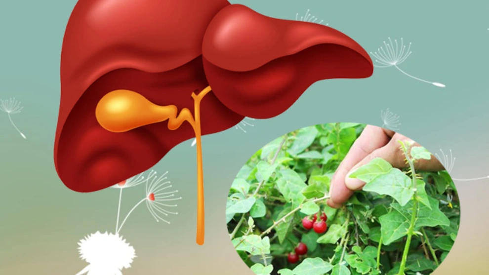 🌿 Glycoalkaloid – “Lá chắn” tự nhiên cho gan khỏe, ngăn ngừa viêm gan và xơ gan