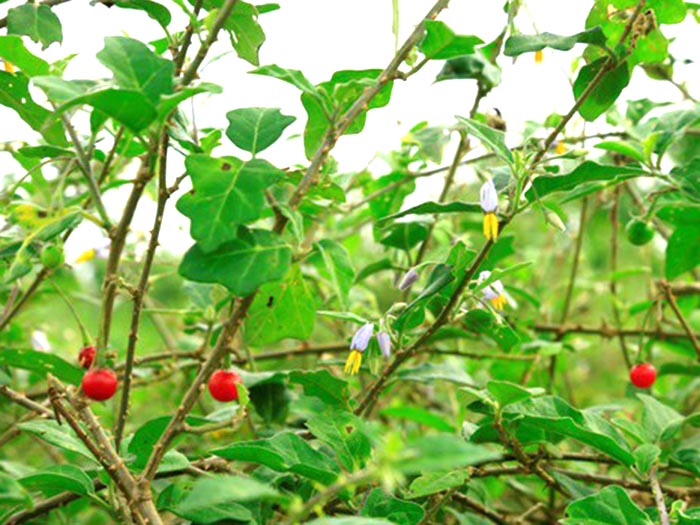 🌿 Cà Gai Leo – Bí Mật Xanh Cho Lá Gan Khỏe & Cơ Thể Nhẹ Nhàng Từ Bên Trong