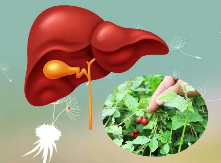 Lá Chắn Tự Nhiên Cho Gan: Cà Gai Leo Có Giúp Gì Cho Người Viêm Gan B?