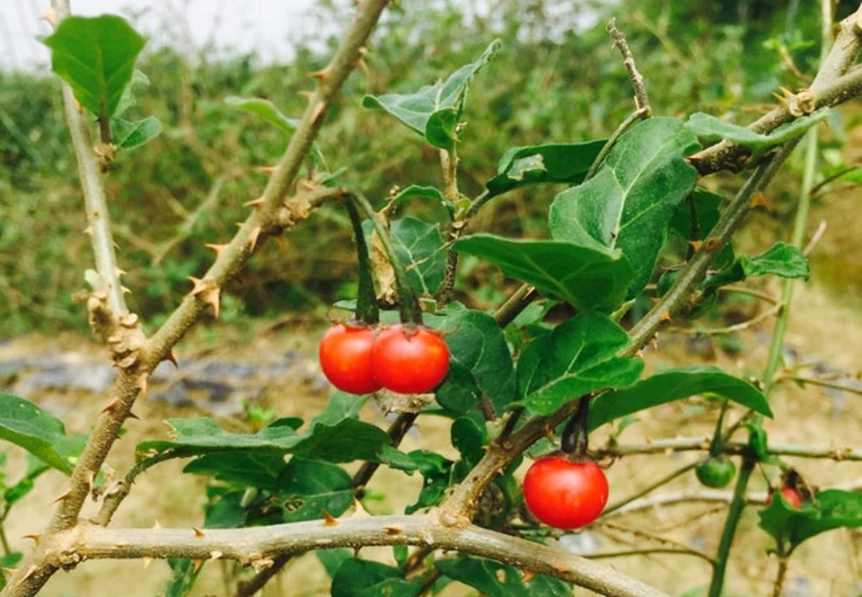 Cà Gai Leo Có Thực Sự Tốt Cho Gan Không?