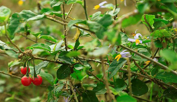 Những ai không nên uống cà gai leo?