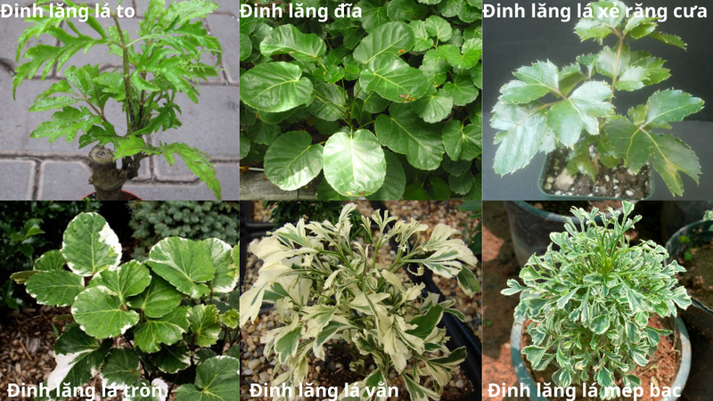 Tìm hiểu các loại cây đinh lăng phổ biến ở Việt Nam và công dụng trong y học cổ truyền
