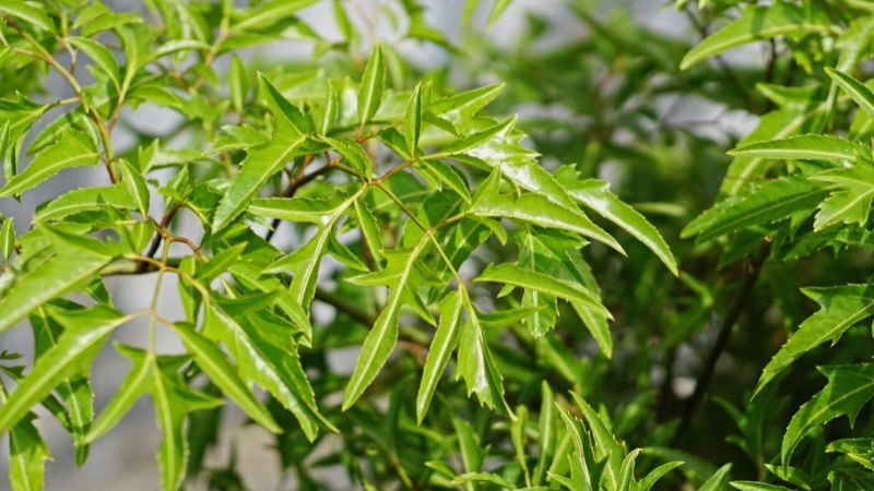 Khám phá công dụng tuyệt vời của cây đinh lăng –