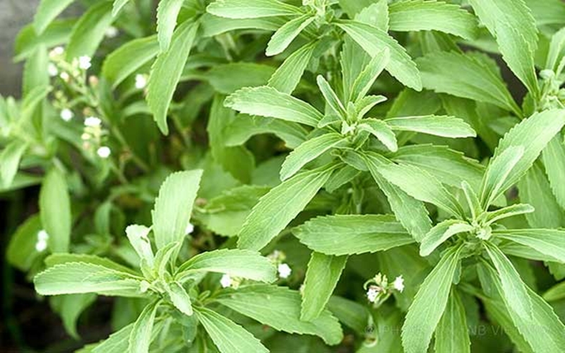 🌿 Cỏ Ngọt (Stevia) – Vị Ngọt Tự Nhiên Cho Sức Khỏe: Dùng Sao Cho Đúng?