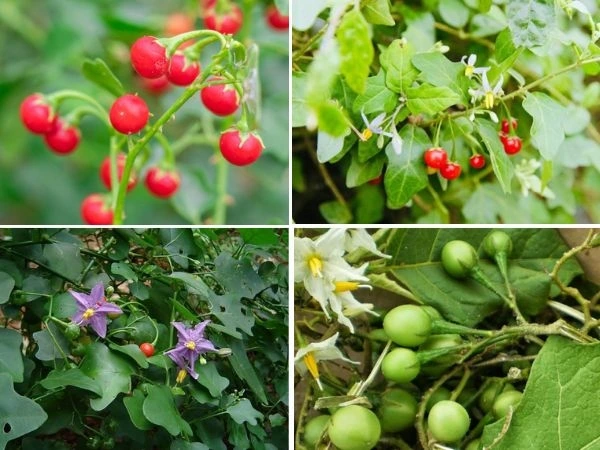 Những Điều Cần Biết Khi Sử Dụng Cà Gai Leo: Câu Hỏi Thường Gặp Và Lưu Ý Quan Trọng