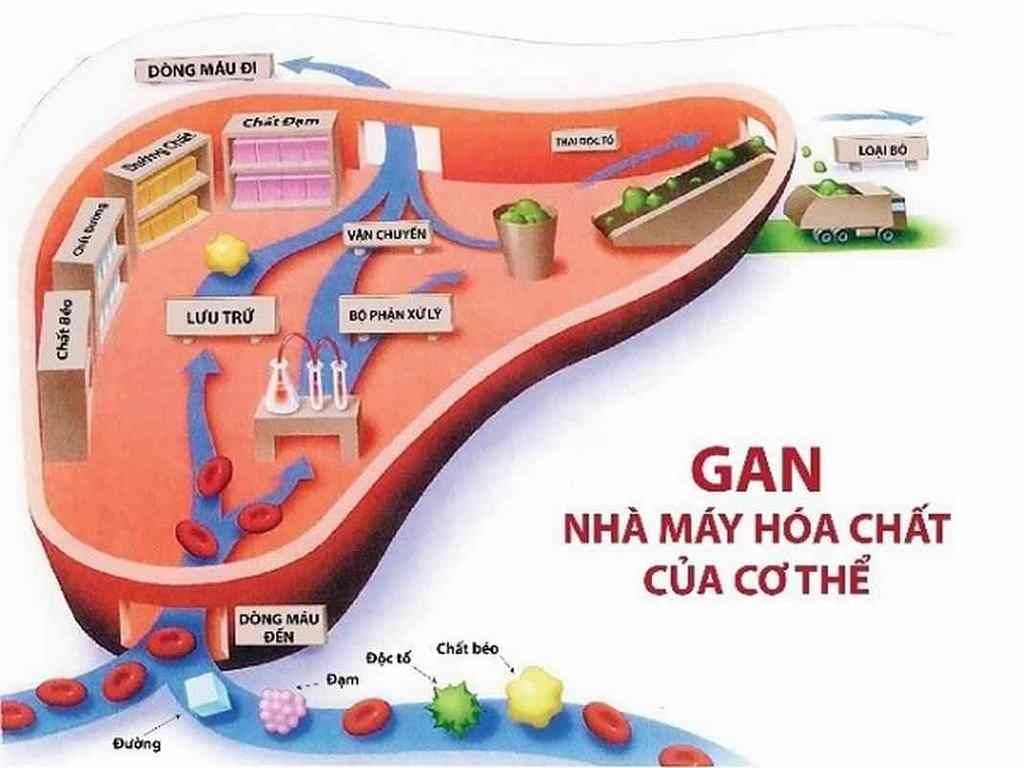 🌟 Có thể bạn chưa biết: 6 điều thú vị về gan – cơ quan thầm lặng nhưng vô cùng mạnh mẽ