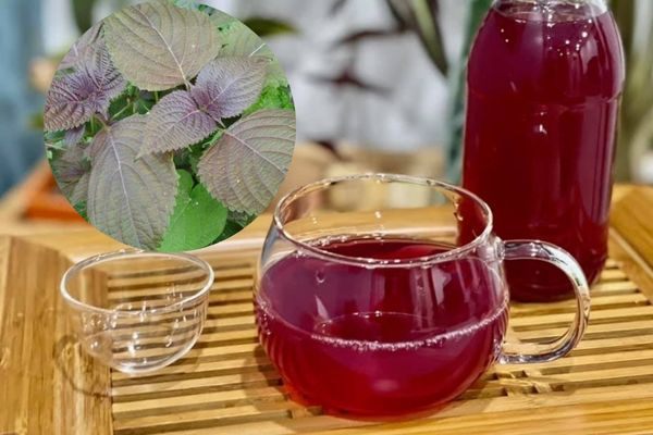 Uống nước lá tía tô thay nước lọc mỗi ngày – Lợi hay hại?
