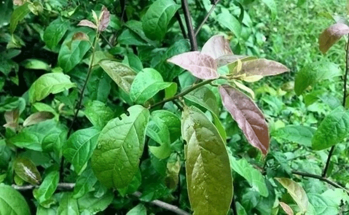 Tác dụng phụ của 