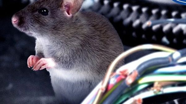 3 giải pháp chống chuột chui vào ôtô