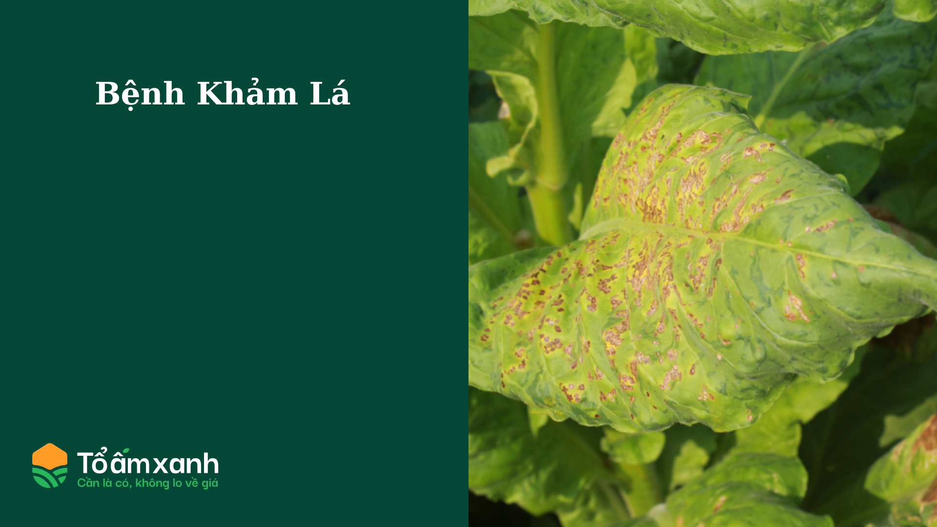 Bệnh Khảm Lá
