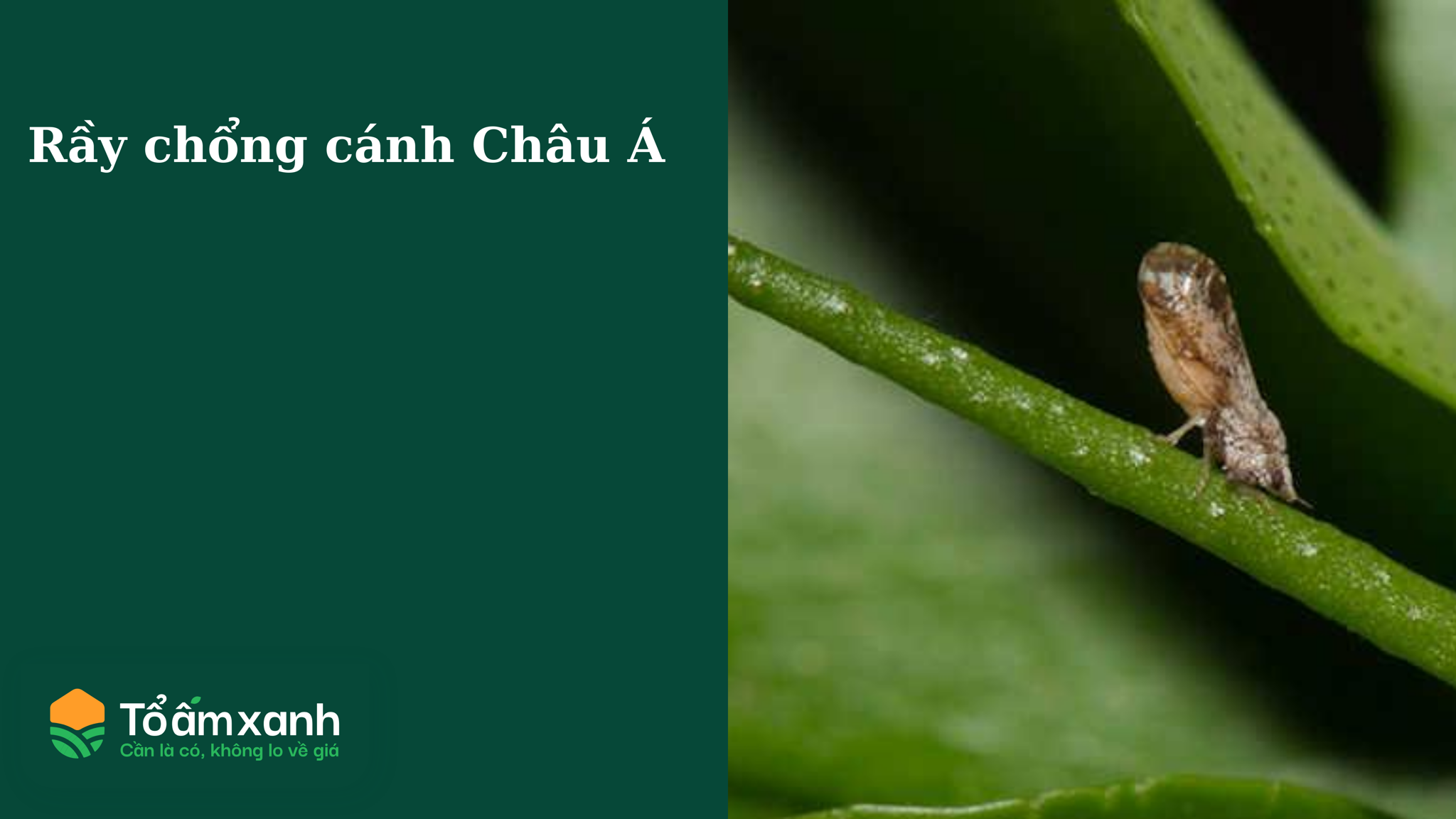 Rầy chổng cánh Châu Á