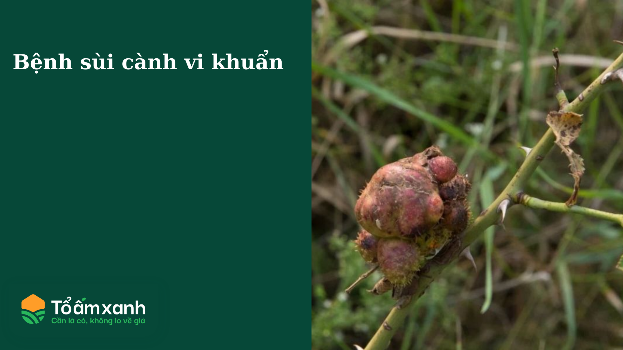 Bệnh sùi cành vi khuẩn