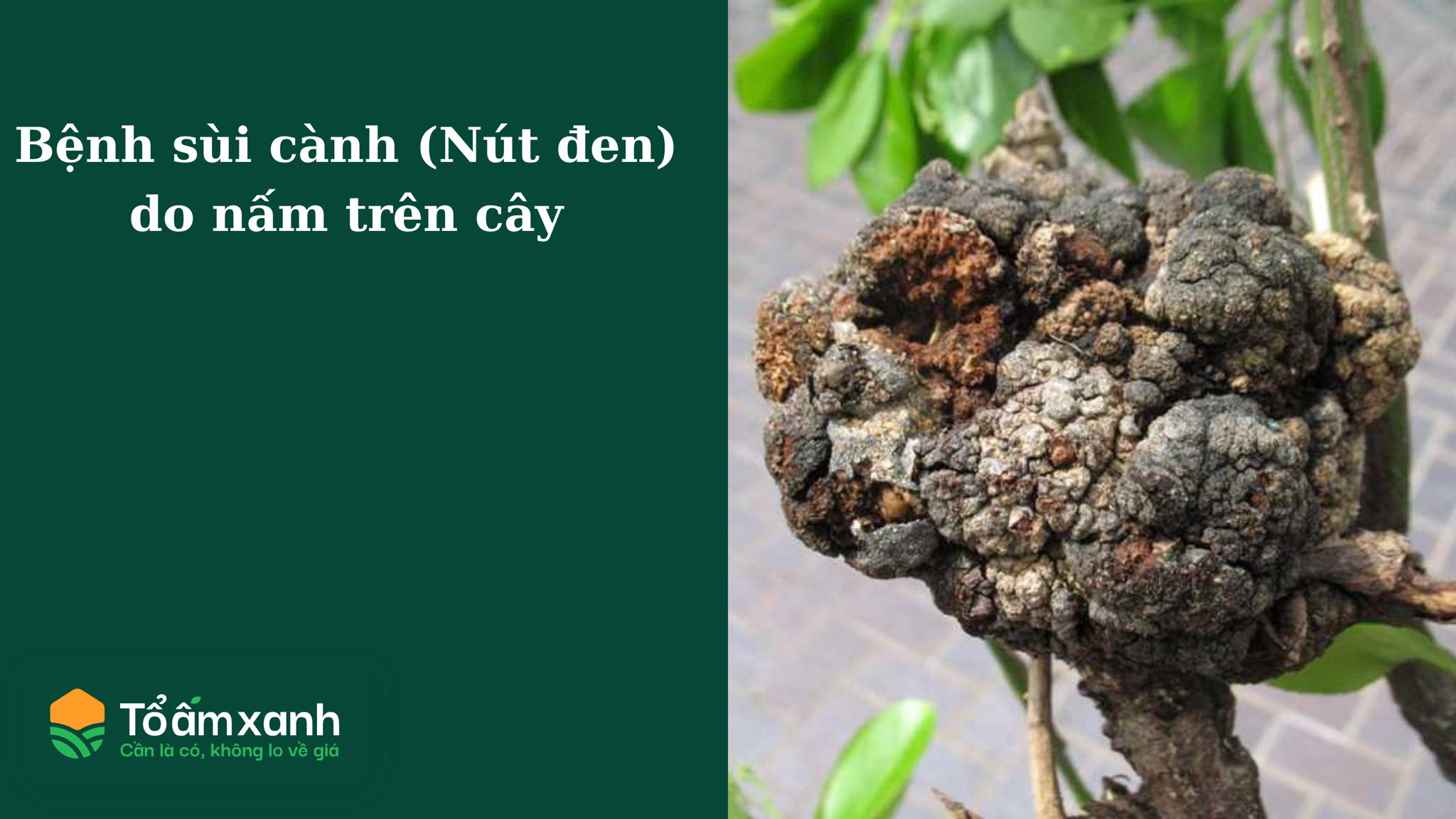 Bệnh sùi cành (Nút đen) do nấm trên cây