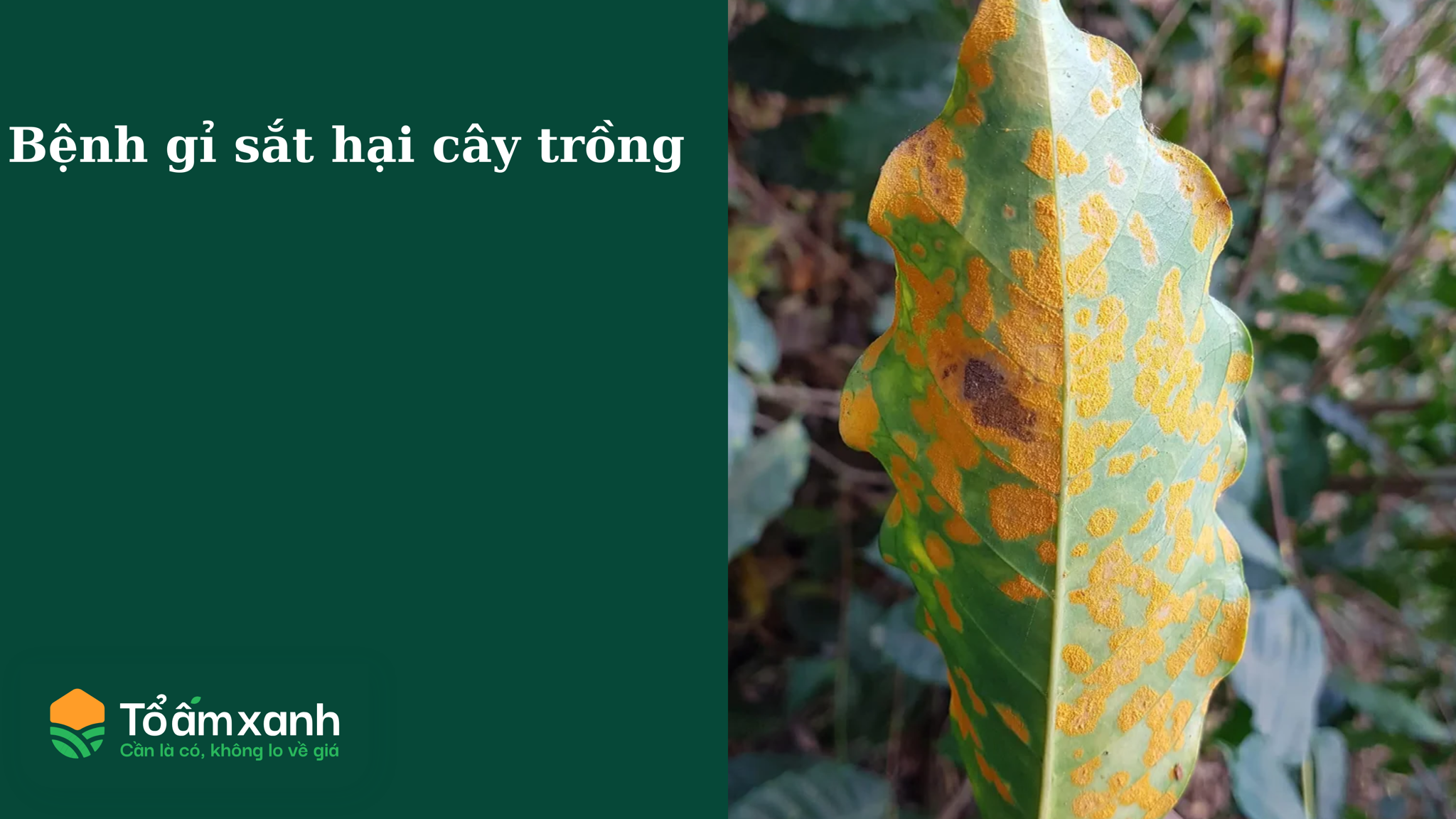 Bệnh gỉ sắt hại cây trồng