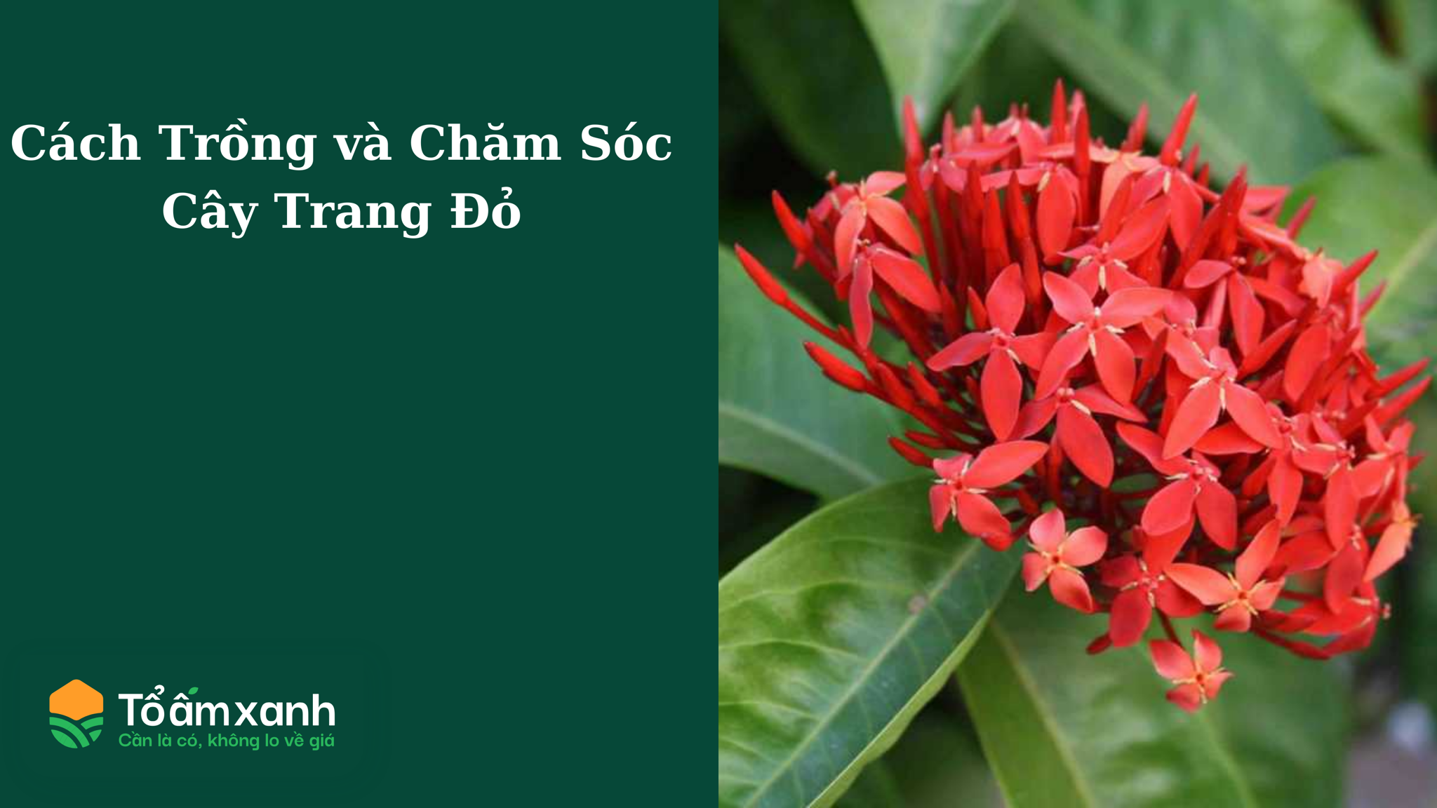 Cách Trồng và Chăm Sóc Cây Trang Đỏ