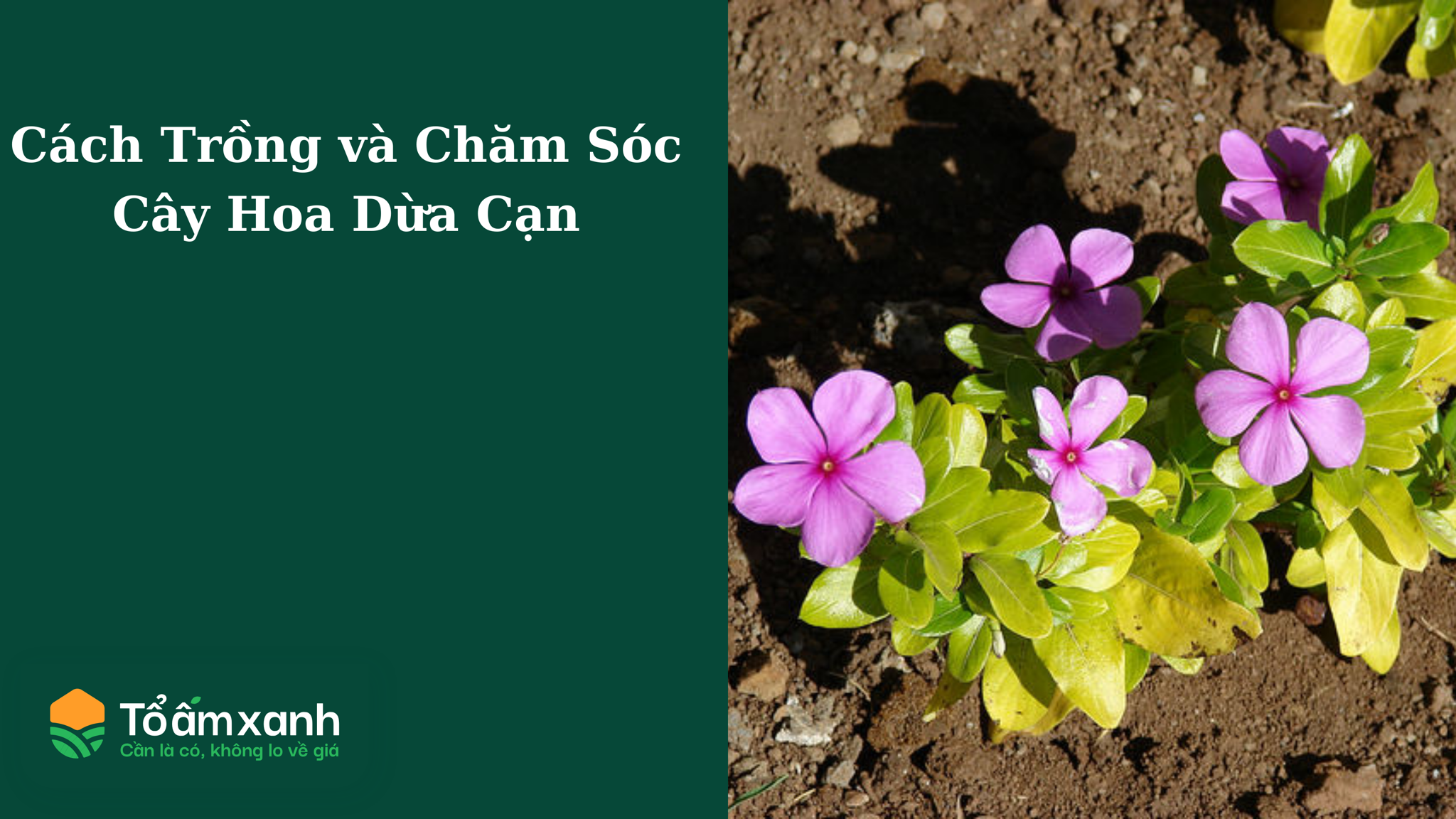 Cách Trồng và Chăm Sóc Cây Hoa Dừa Cạn