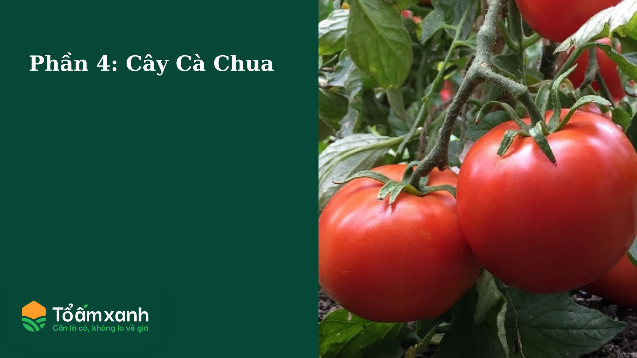 Phần 4: Cây Cà Chua