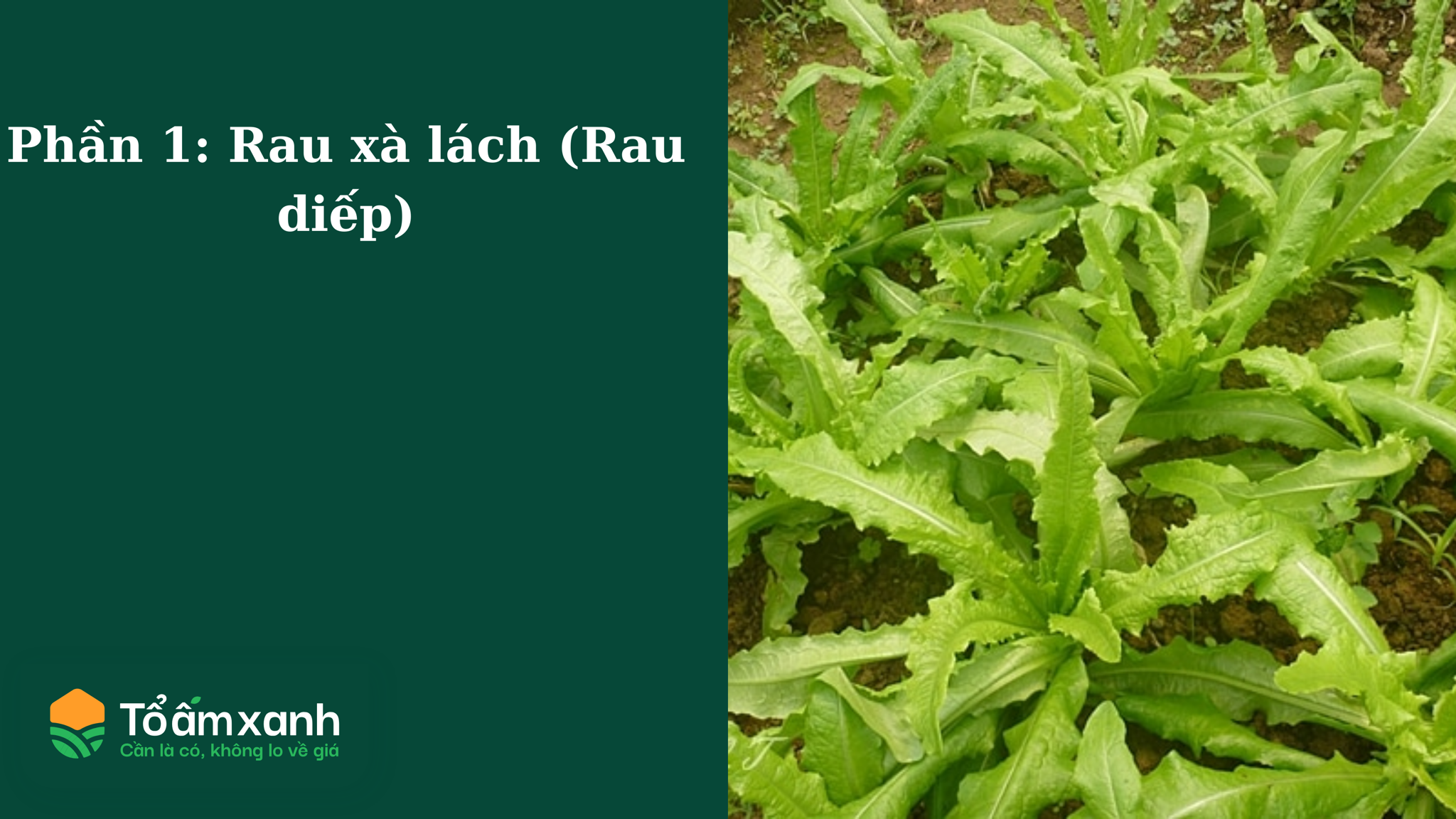 Phần 1: Rau xà lách (Rau diếp)