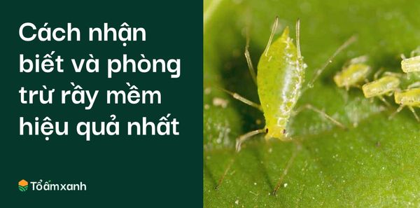 Rầy Mềm – Siêu Thị Nông Nghiệp Tổ Ấm Xanh