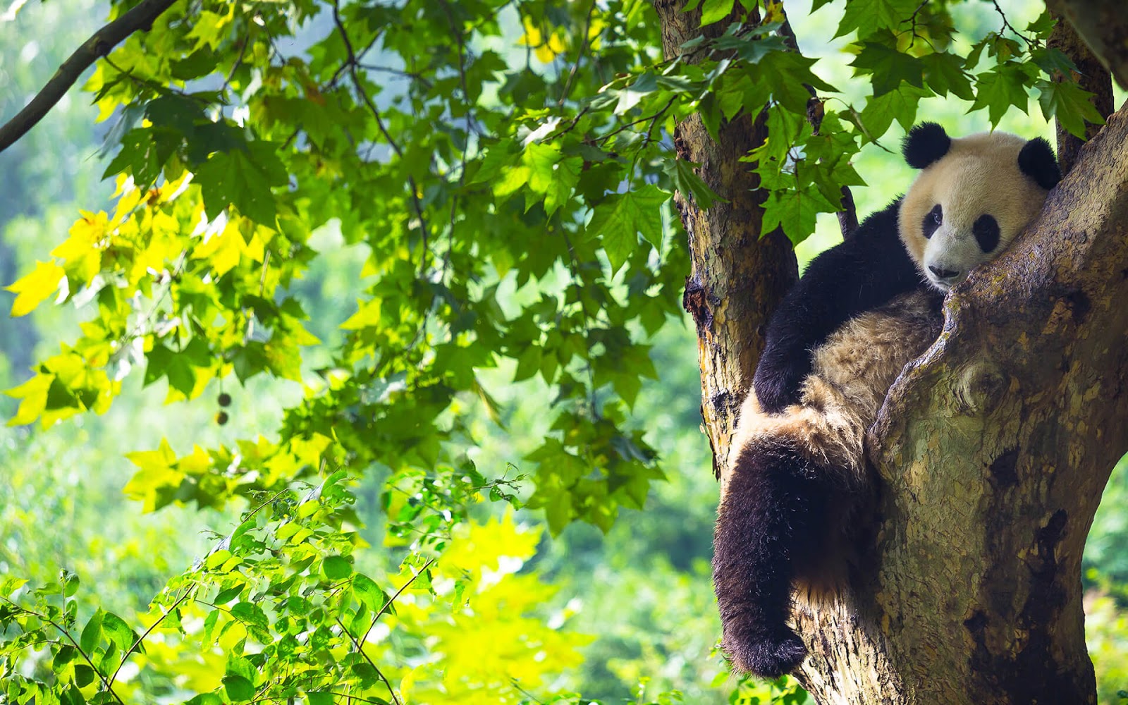 Mời anh em tải miễn phí 16 hình nền cực đẹp với chủ đề gấu Panda và những người bạn từ Microsoft