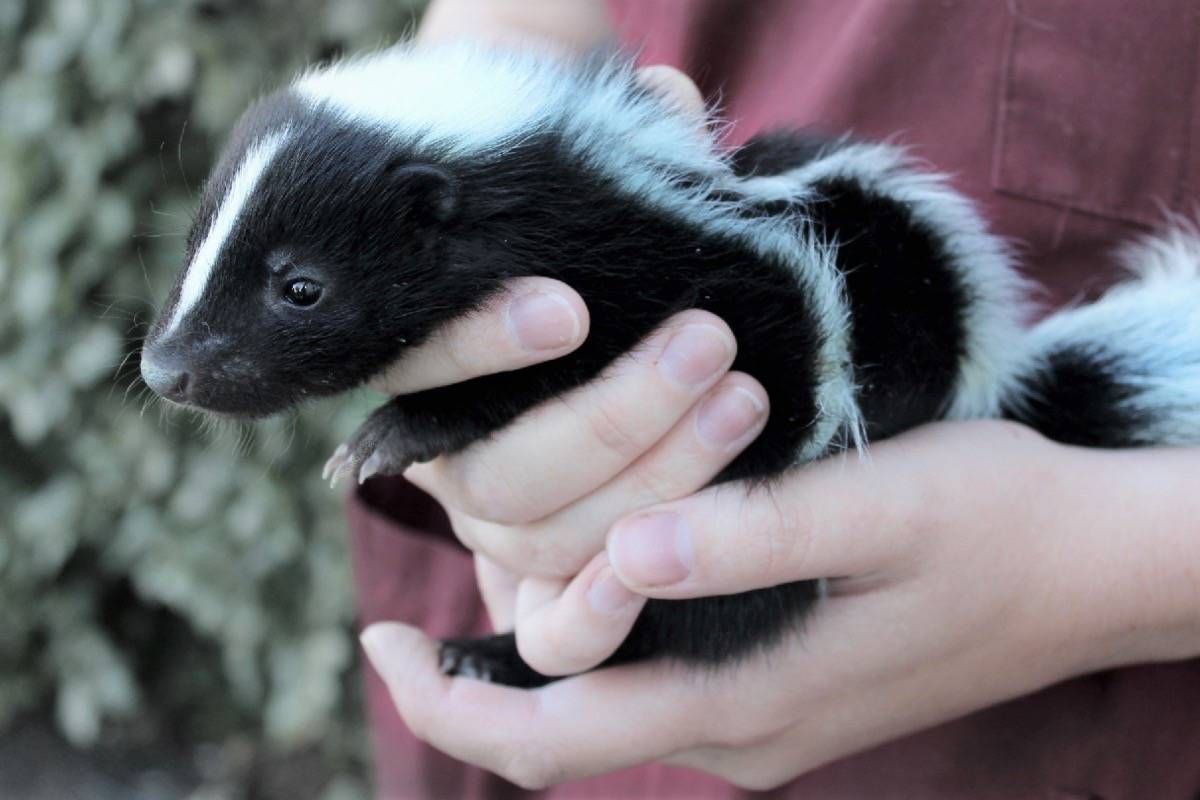 Top 10 loài động vật bốc mùi nhất thế giới