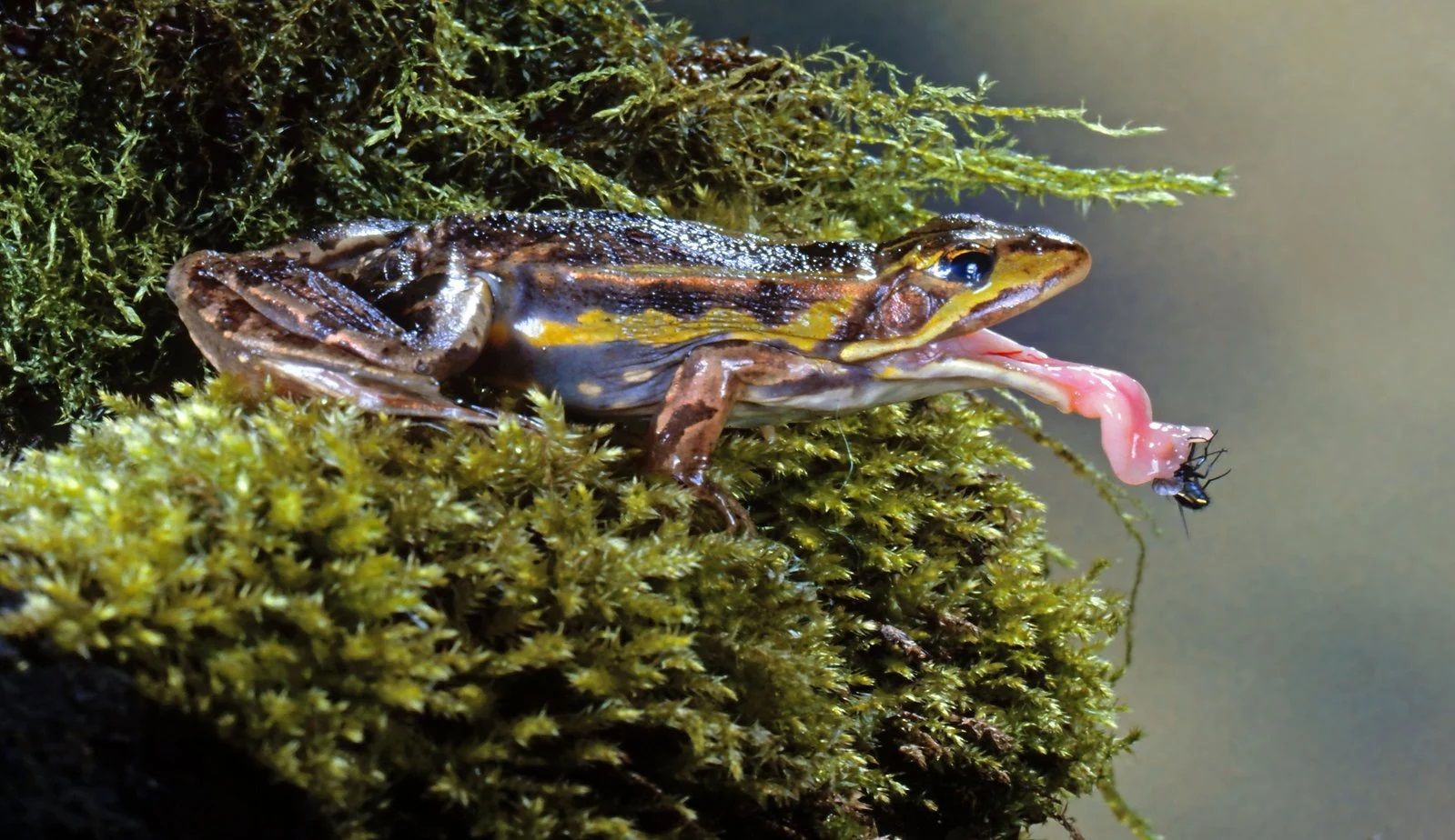 Ếch phóng lưỡi để bắt mồi như thế nào?