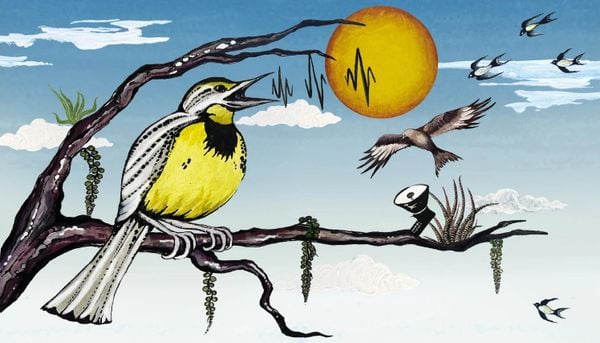 AI đang thay đổi cách chúng ta nghiên cứu về sự di cư của loài chim