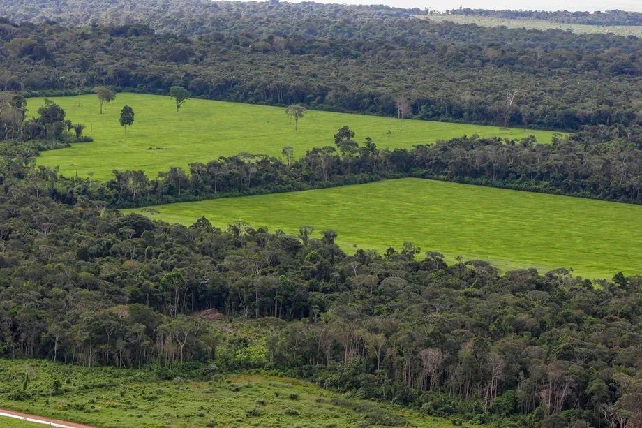 Người dùng rao bán đất rừng Amazon ồ ạt khiến Facebook phải bổ sung luật cấm