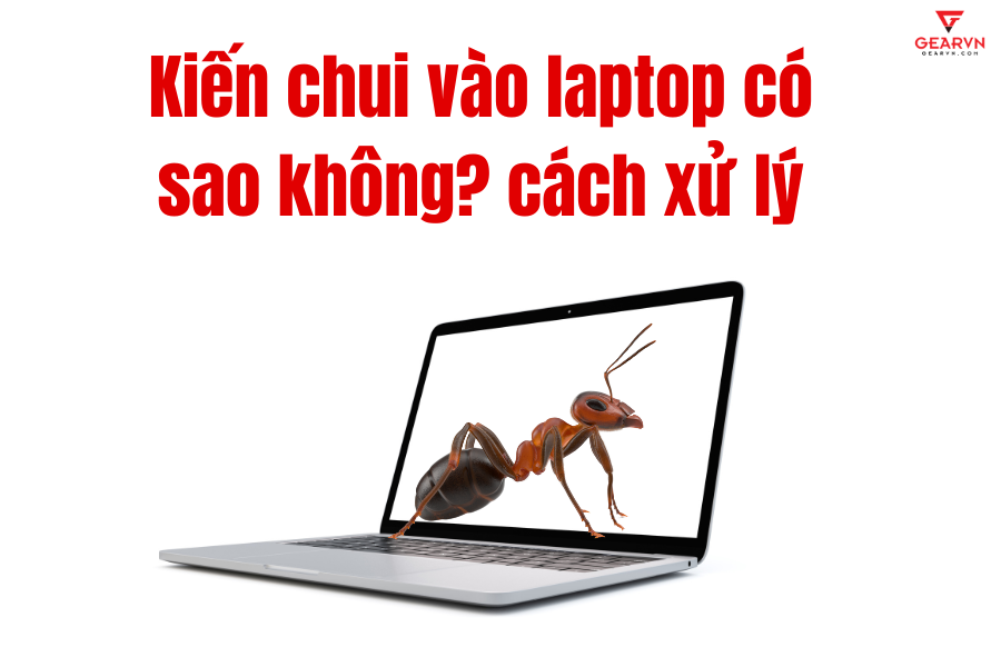 Kiến chui vào laptop có bị sao không? Cách xử lý