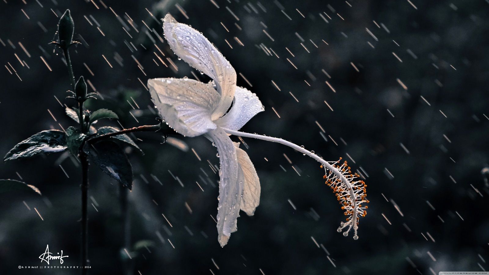 Vì ai cũng cần desktop ấn tượng, mời anh em tải bộ sưu tập hình nền cơn mưa ngang qua