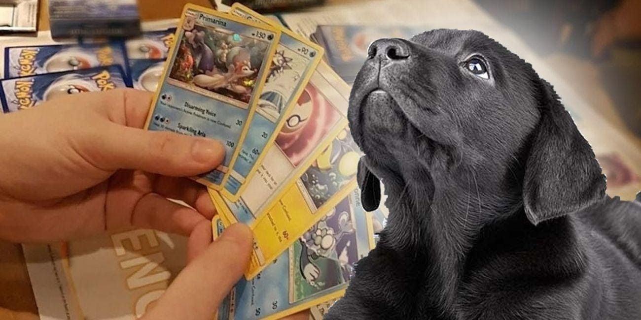Cảm động câu chuyện cậu bé 8 tuổi bán bộ sưu tập thẻ bài Pokémon để lấy tiền chữa bệnh cho chú cún đáng yêu