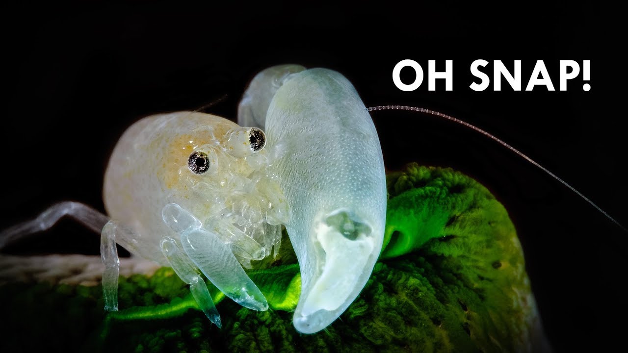 Khám phá 2 loài "siêu tôm" có thể tung ra đòn đánh mạnh như đạn và nóng như mặt trời, đấm phát chết luôn