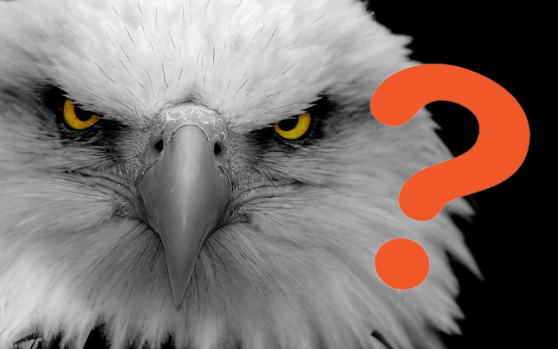 Nếu có cánh thì liệu loài người có bay được như chim hay không?