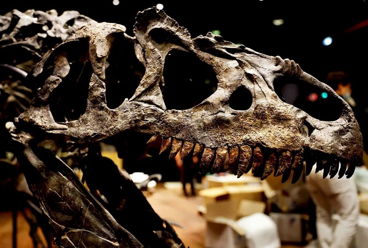 “Xương khủng long” mà chúng ta thường gọi thực chất là những dấu tích bị hoá đá theo thời gian