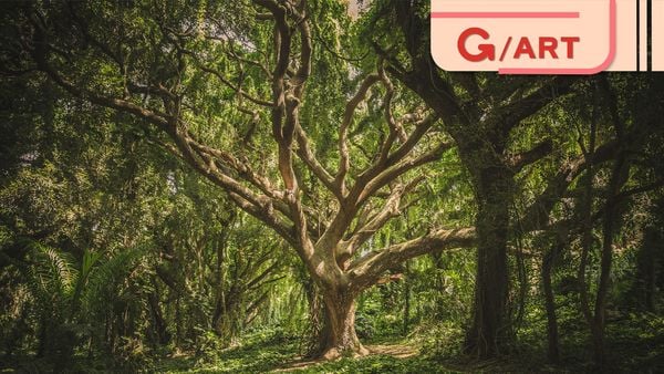 Vì ai cũng cần desktop ấn tượng, mời anh em tải bộ hình nền Rừng là món quà của mẹ thiên nhiên