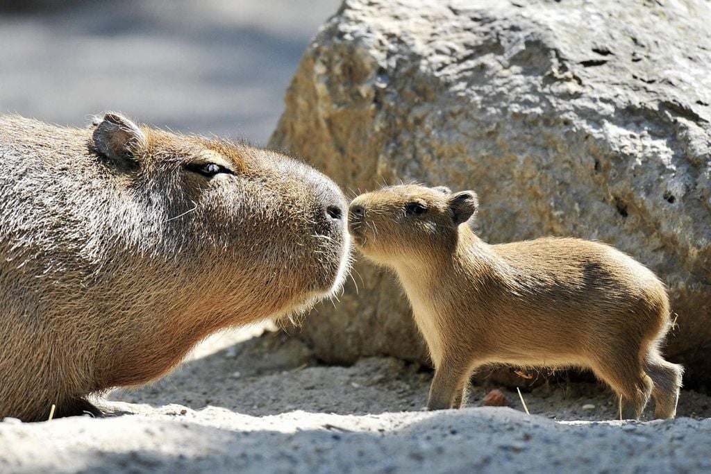 hình nền máy tính cute