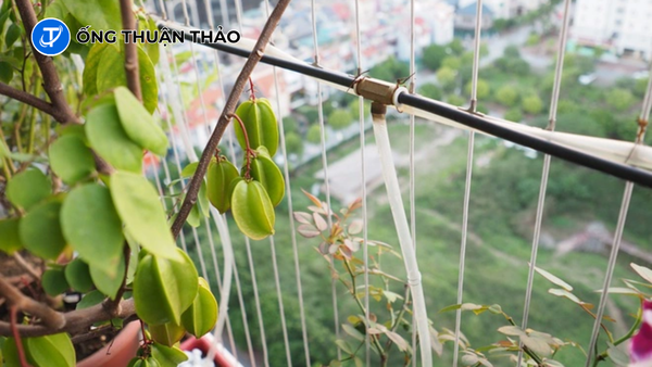 Thiết Kế Hệ Thống Tưới Cây Ban Công Tự Động Bằng Ống PVC 6