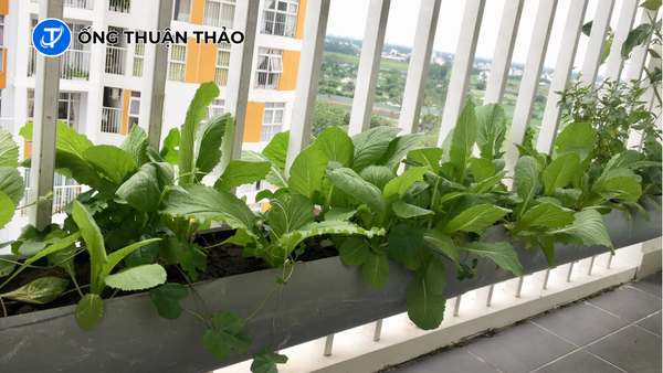 Ở Chung Cư Vẫn Có Thể Trồng Rau, Làm Vườn Nhờ Ống Nhựa PVC 5