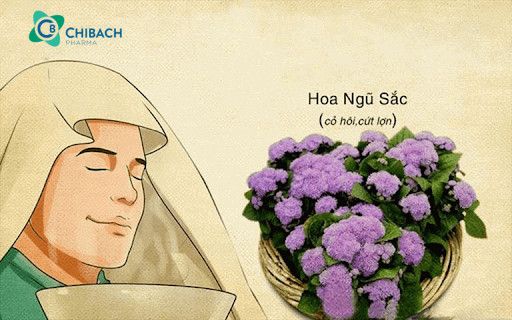 Hoa cứt lợn chữa viêm xoang được không?