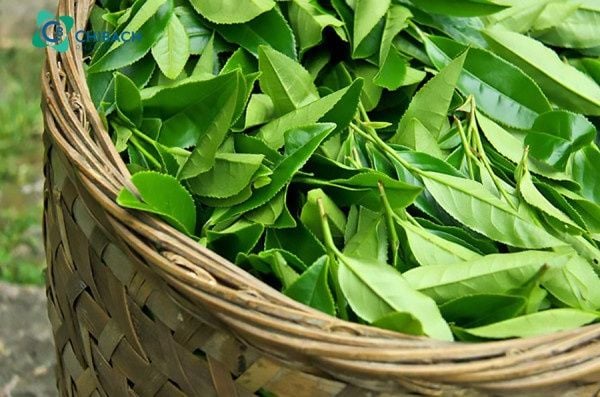 Rửa nước chè xanh cho vùng kín có tốt không?