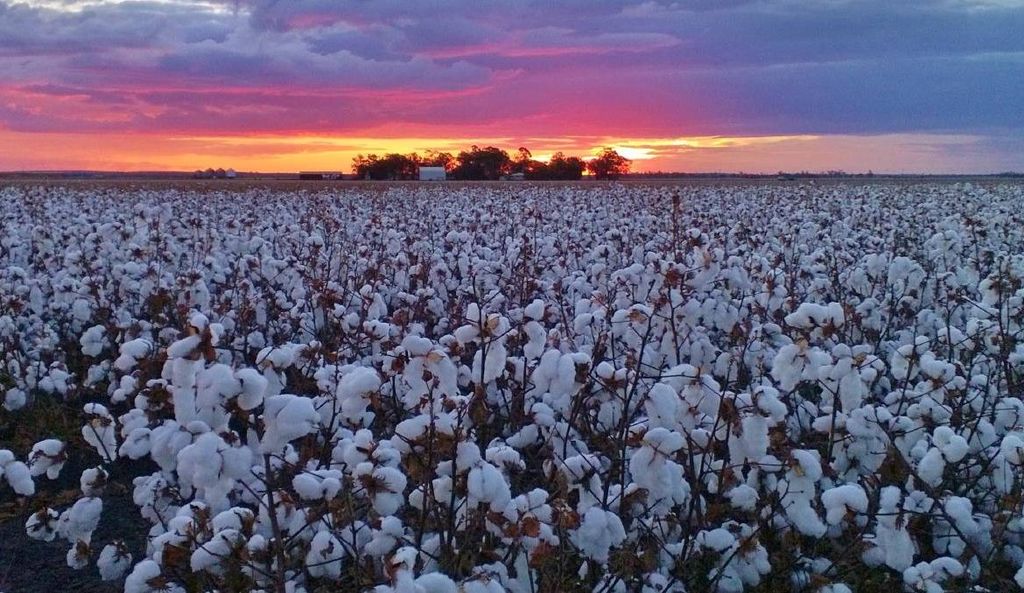 DRAP GIƯỜNG COTTON CÓ TỐT KHÔNG?