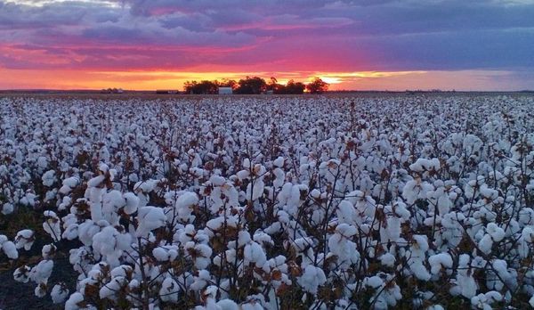 DRAP GIƯỜNG COTTON CÓ TỐT KHÔNG?
