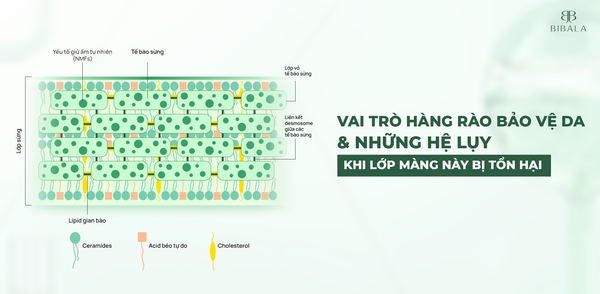 Vai trò của hàng rào bảo vệ da và những hệ lụy khi lớp màng này bị tổn hại