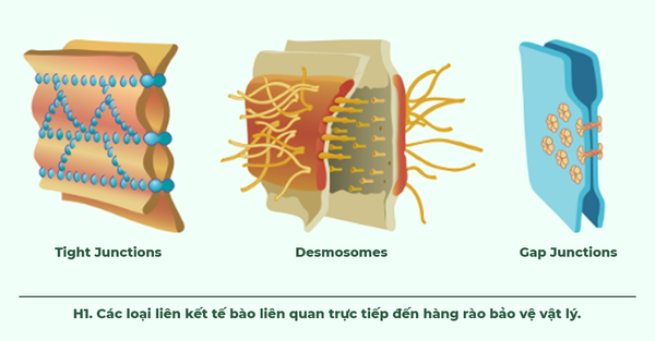 Hang rao bao ve da