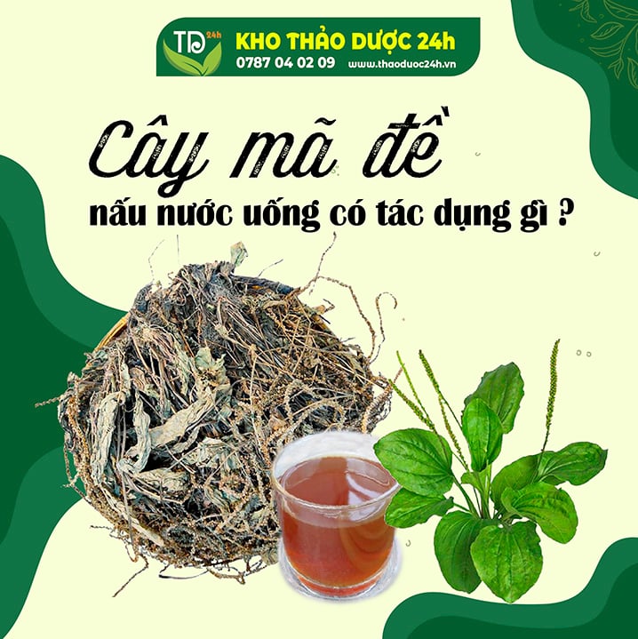 Cây mã đề nấu nước uống có tác dụng gì?