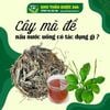 Cây mã đề nấu nước uống có tác dụng gì?